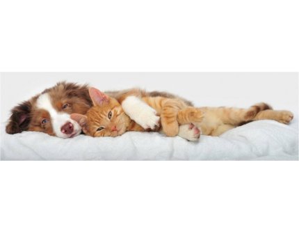 AAHA SENIOR CARE GUIDELINES FOR DOGS AND CATS