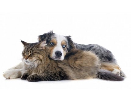 #1 - THERAPY OF CHRONIC KIDNEY DISEASE – dogs and cats